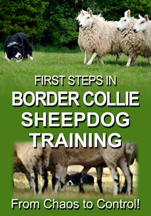 00730 First steps in BC sheepdog training 300