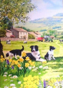 12081 12082 Collie and Sheep 215 x 300